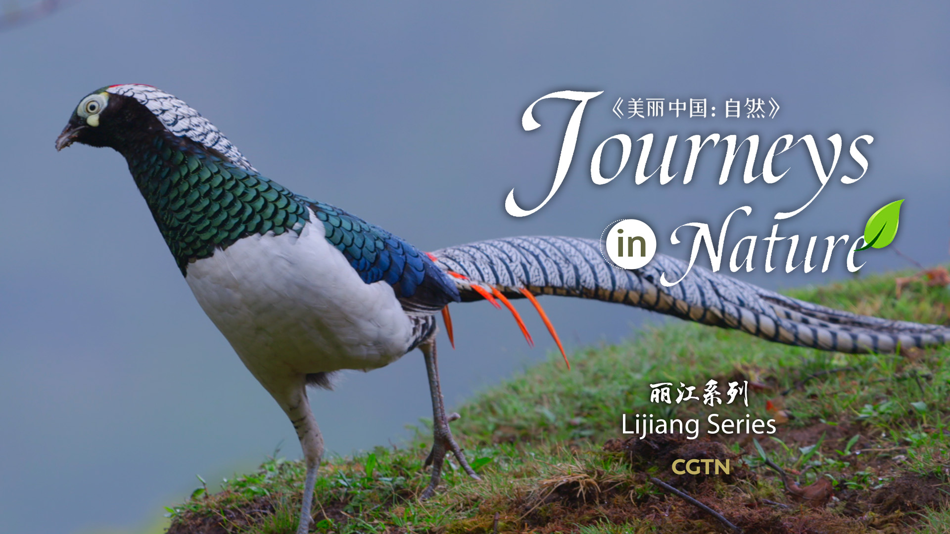 CGTN Nature presents 'Journeys in Nature: Lijiang Series'