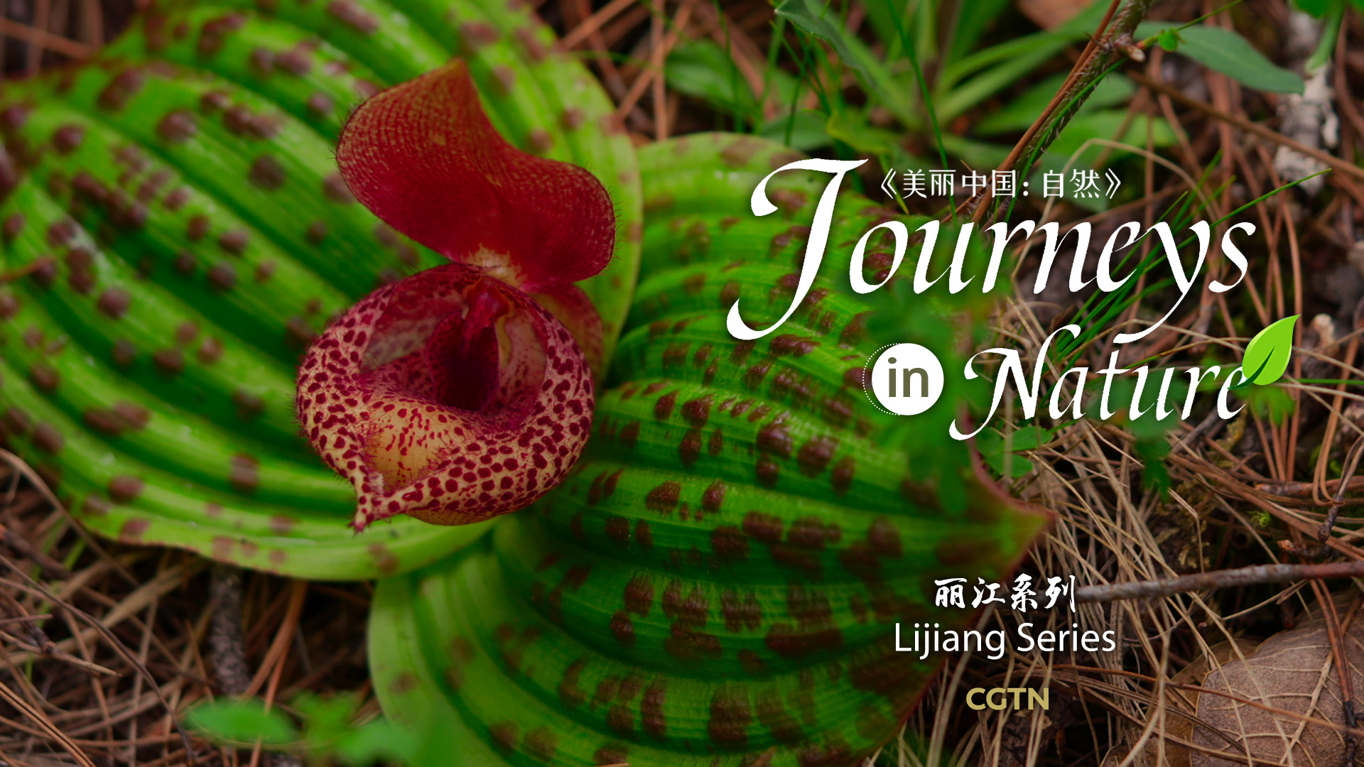 CGTN Nature presents 'Journeys in Nature: Lijiang Series'