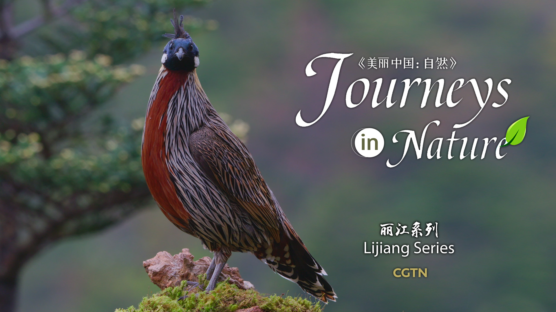 CGTN Nature presents 'Journeys in Nature: Lijiang Series'