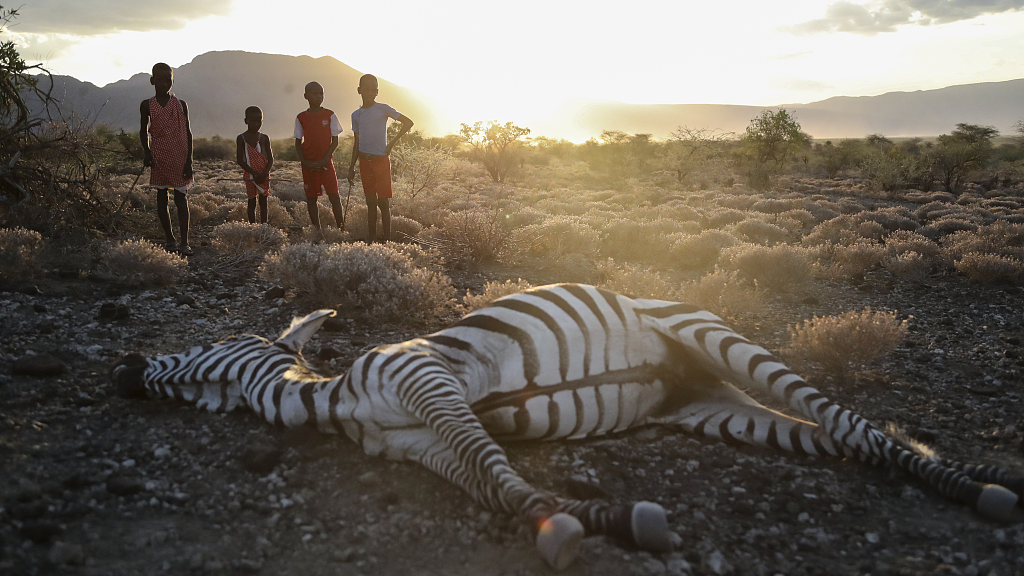 Children stand beside a zebra that local residents said died due to drought, as they graze their cattle at Ilangeruani village, near Lake Magadi, in Kenya, November 9, 2022. /CFP