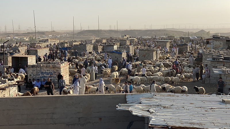 A bustling livestock market before Eid al-Adha in Kirkuk, Iraq, June 20, 2023. /CFP