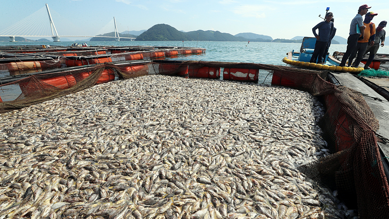 A large amount of groupers have died at fish farms in Yeosu City, South Korea, August 26, 2023. /CFP