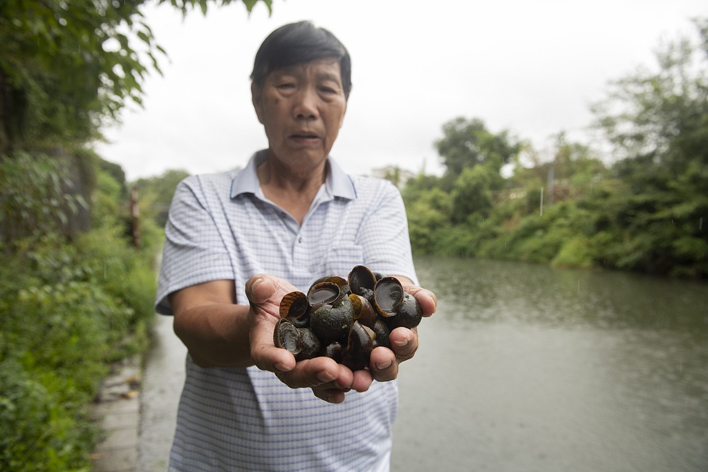 A staff member of the agriculture department in Jinhua City of east China's Zhejiang Province collects golden apple snails, an invasive species in China, from a river, August 29, 2023. /CFP