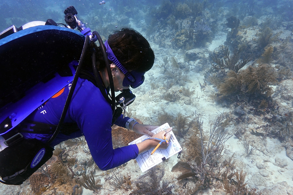 Research associate Catherine Lachnit checks coral for signs of bleaching on Paradise Reef near Key Biscayne, Florida, August 4, 2023. /CFP