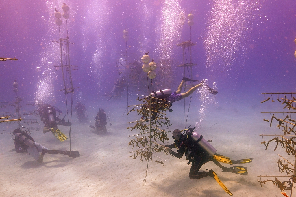 Scientists and volunteers clean equipment in a coral nursery near Key Biscayne, Florida, August 4, 2023. /CFP