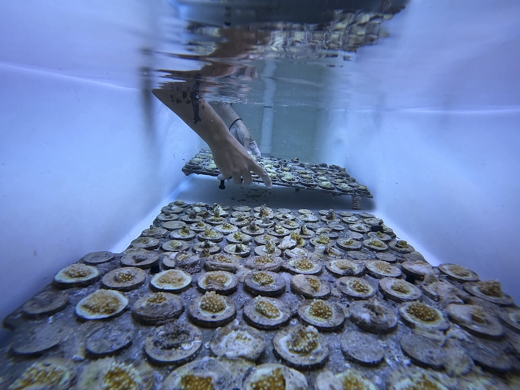 A research associate places a tray of baby coral brought in from the University of Miami's open water coral nurseries into a tank as staff and students work to save as much coral as the Lirman coral lab can hold at the Rosenstiel School of Marine, Atmospheric, and Earth Science in Key Biscayne, Florida, July 28, 2023. /CFP