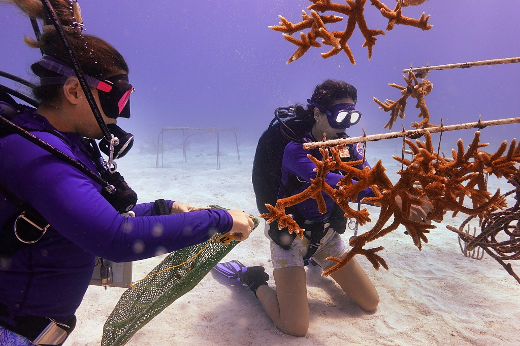 Grad student Berfin Sagir, left, and Research associate Catherine Lachnit collect coral fragments to be transplanted near Key Biscayne, Florida, August 4, 2023, /CFP