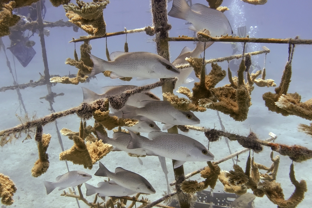 Fish gather in a coral nursery near Tavernier in the Florida Keys, August 1, 2023. /CFP 