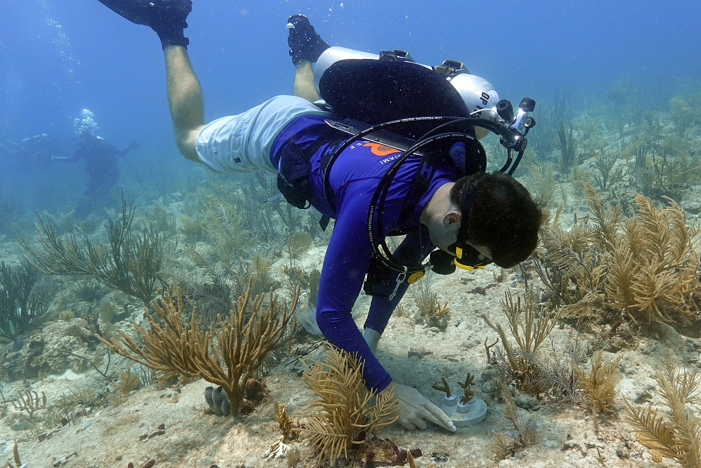 University of Miami Rosenstiel School of Marine, Atmospheric, and Earth Science senior research associate Dalton Hesley cements coral fragments to the reef on Paradise Reef near Key Biscayne, Florida, August 4, 2023.  /CFP