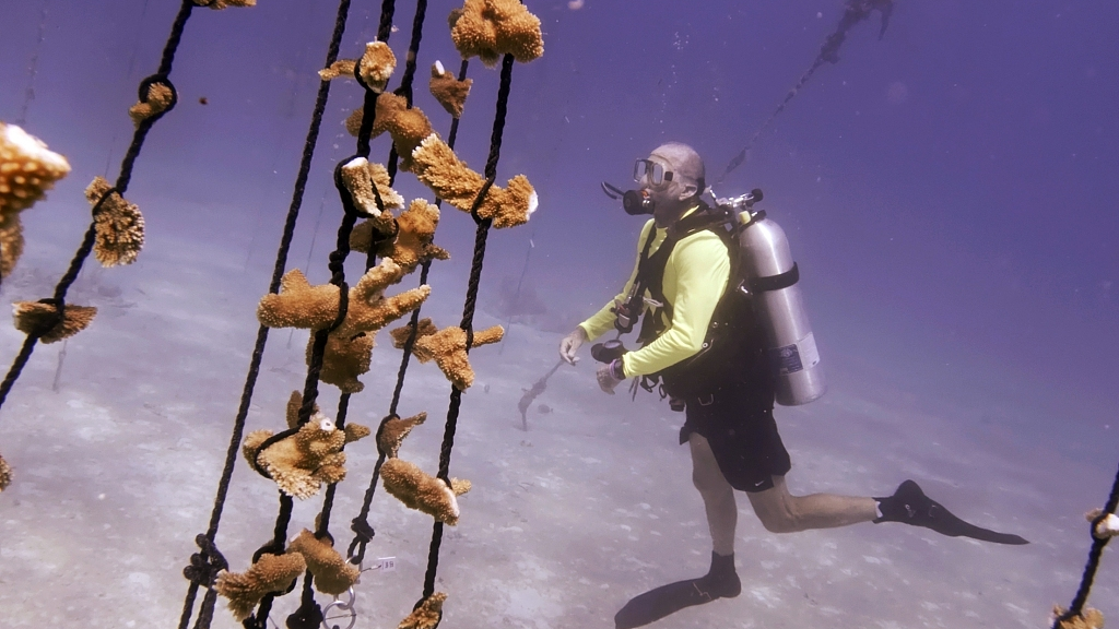 Rescuers race to help as warming waters harm Florida coral reef