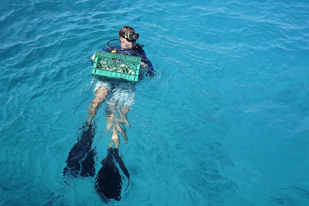 University of Miami Rosenstiel School of Marine, Atmospheric, and Earth Science senior research associate Dalton Hesley swims out with supplies on Paradise Reef near Key Biscayne, Florida, U.S., August 4, 2023. /CFP