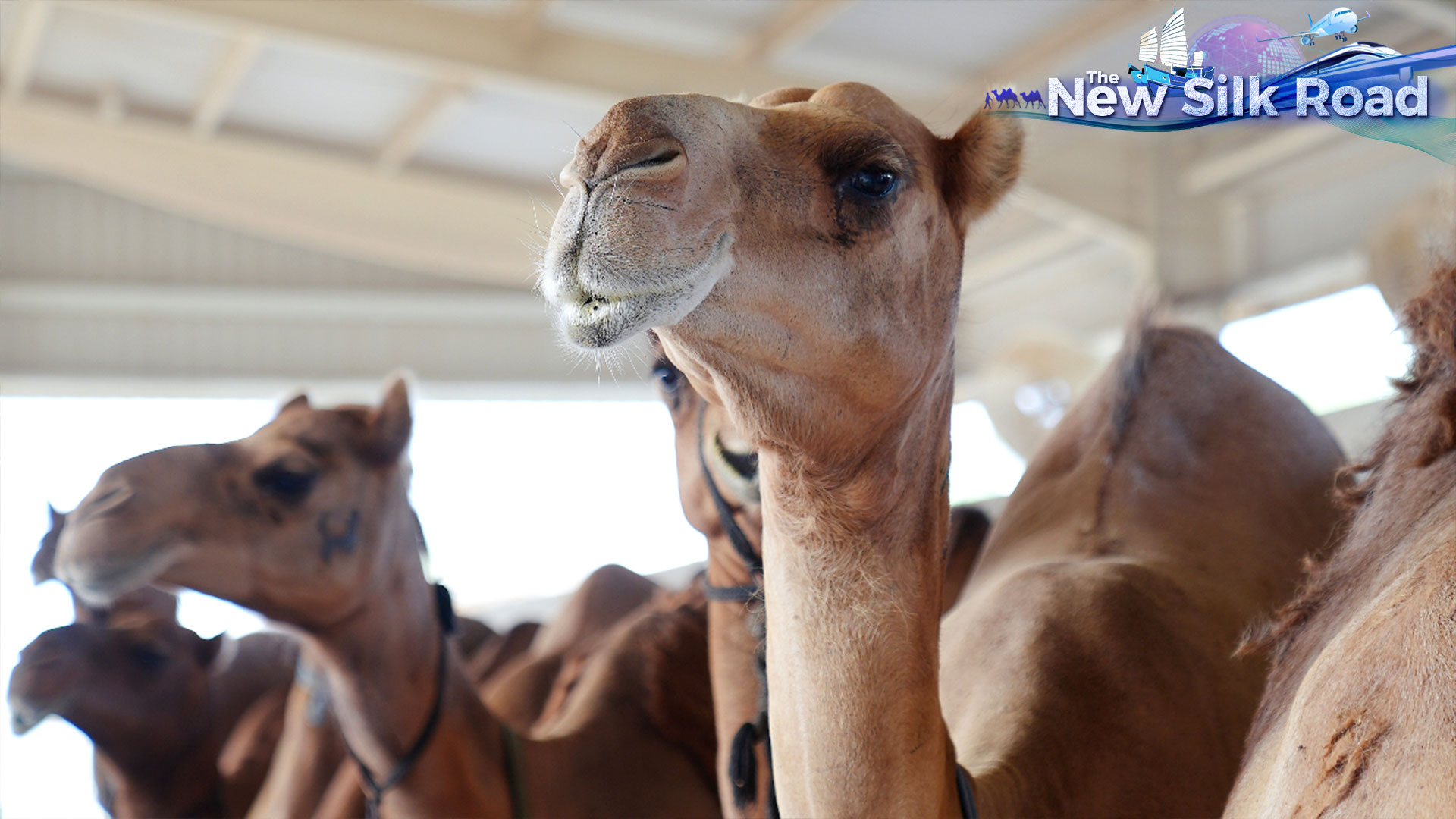 Watch: Camel-milking – producing the white gold of the desert