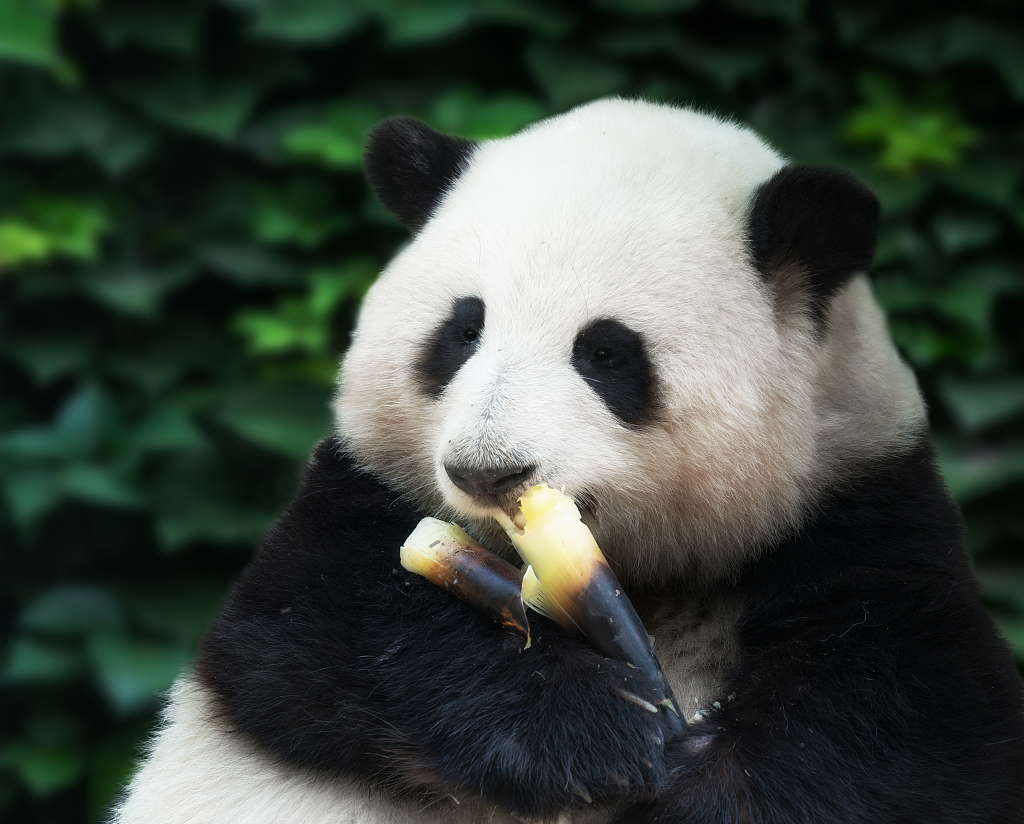 He Hua enjoys bamboo shoots at the Chengdu Research Base of Giant Panda Breeding in Sichuan Province on March 25, 2023. /CFP