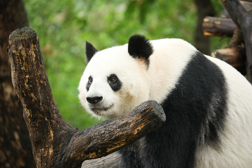 Giant panda Cheng Gong plays at the Chengdu Research Base of Giant Panda Breeding in Sichuan Province, August 4, 2022. /CFP