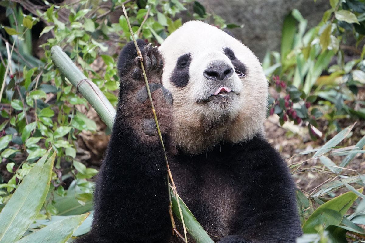 Gong Zai enjoys eating bamboo at the Chengdu Research Base of Giant Panda Breeding in Sichuan Province on March 25, 2023. /IC