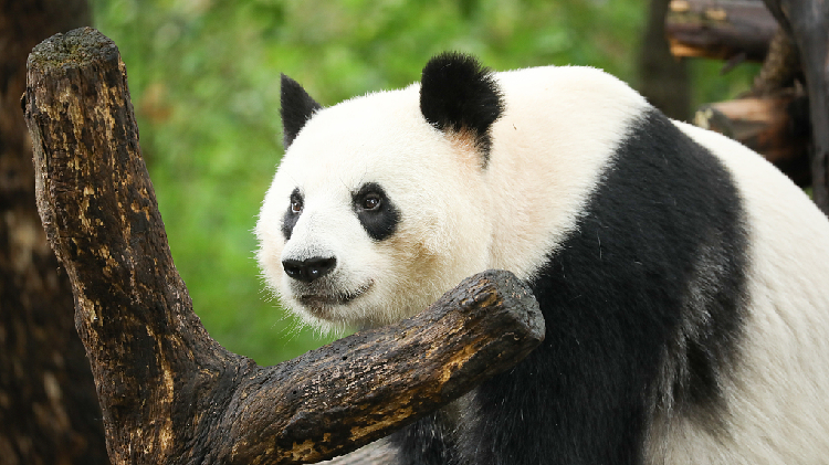 Panda Cheng Gong, mother of nine cubs, dies peacefully at 22 - CGTN