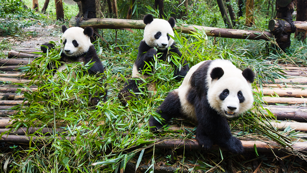 Live: Immerse in the sound of giant pandas eating