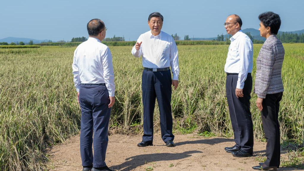 General Secretary of the Communist Party of China Central Committee Xi Jinping, also Chinese president and chairman of the Central Military Commission, walks into the fields to check the impact of the floods on the rice crops in the village of Longwangmiao, Shangzhi City, northeast China's Heilongjiang Province, September 7, 2023. /Xinhua
