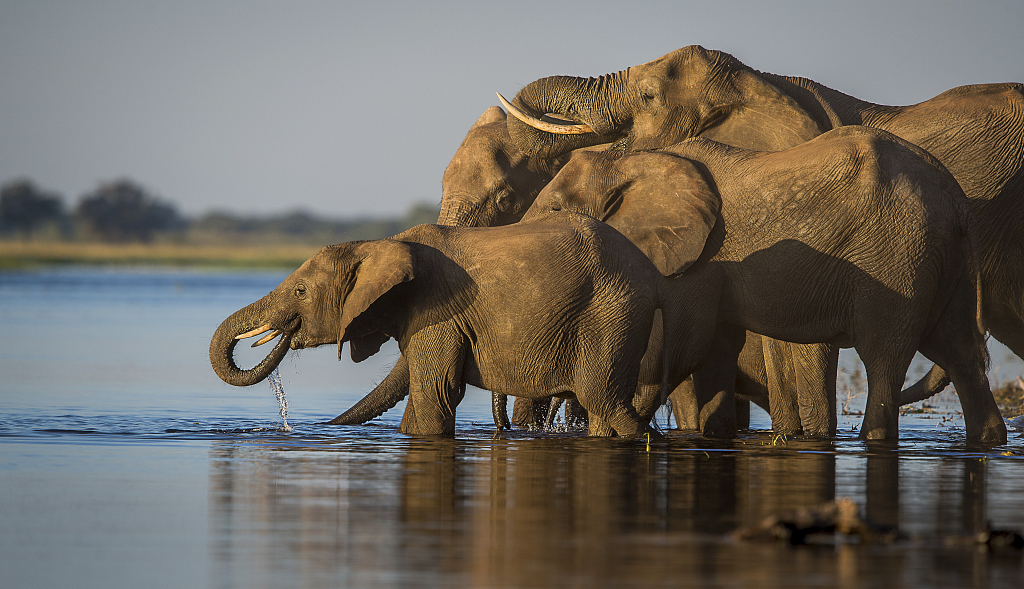 Elephants in Botswana's national park. /CFP