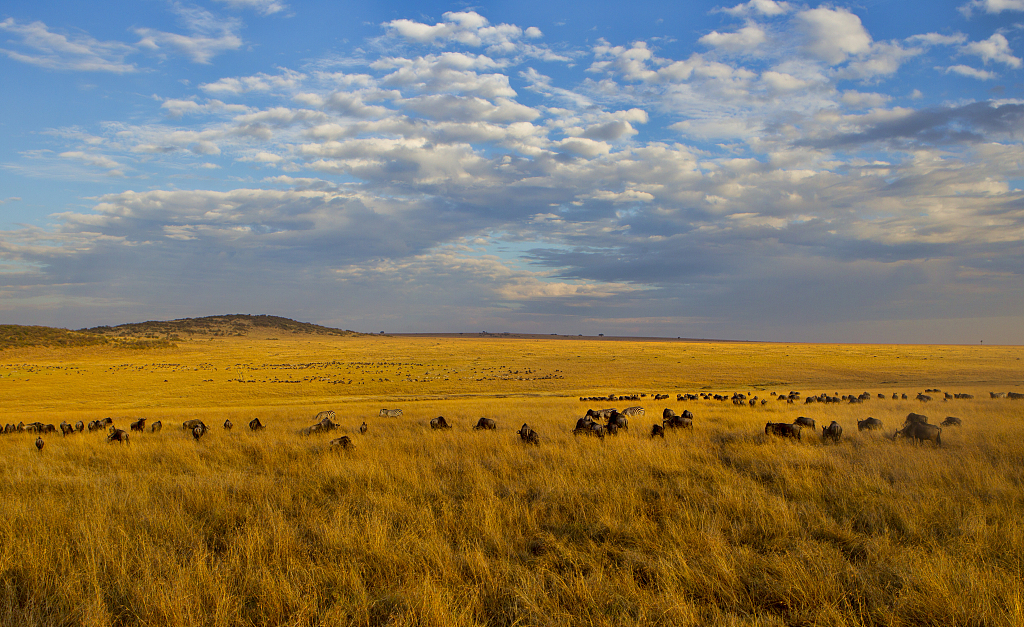 Scenery of Maasai Mara National Reserve in Kenya, East Africa. /CFP
