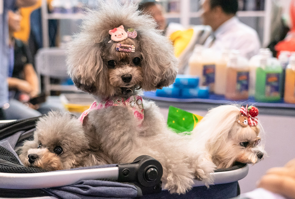 A dog hairdo contest is held at a trendy pet exhibition on September 8, 2023, in Guangzhou, Guangdong Province. /CFP