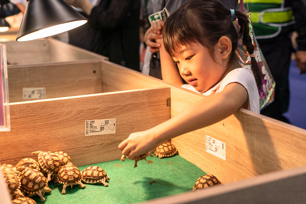 A girl interacts with some turtles at a trendy pet exhibition on September 8, 2023, in Guangzhou, Guangdong Province. /CFP