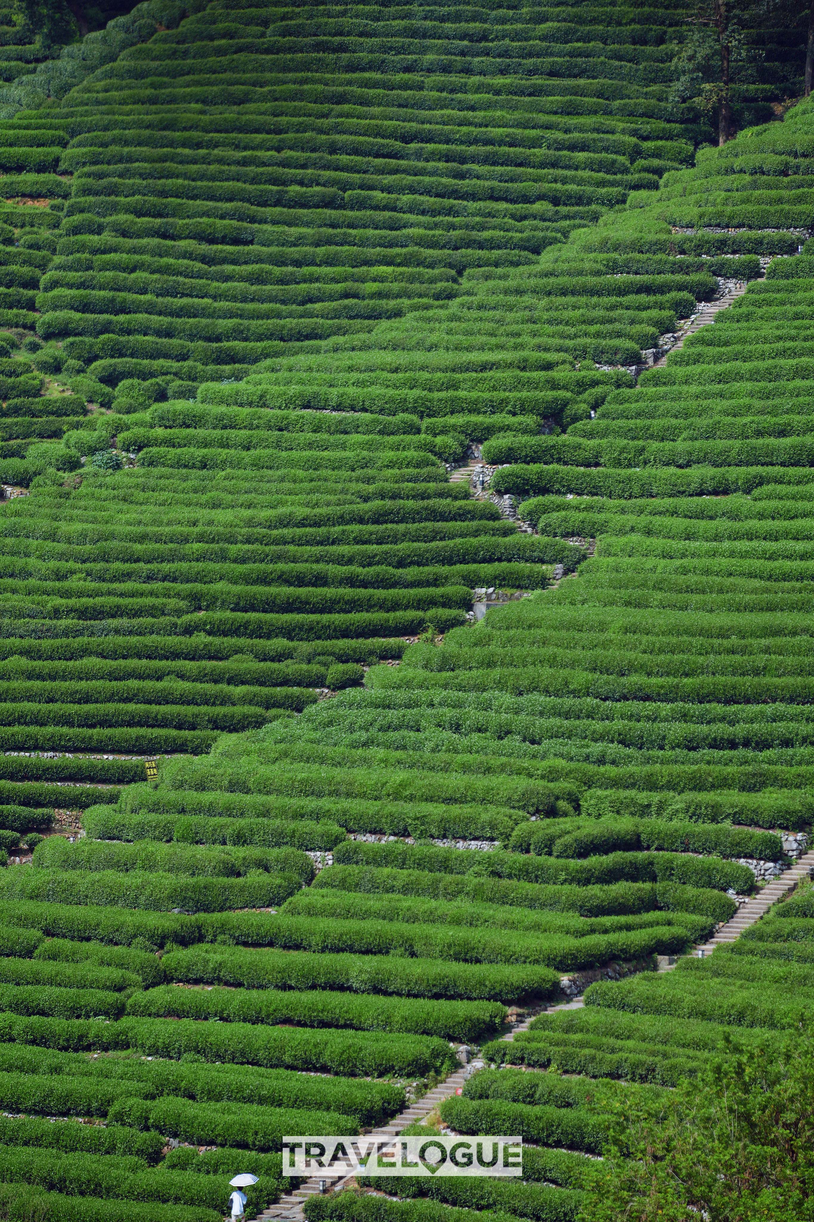 This undated photo shows a Longjing tea plantation in Hangzhou, east China's Zhejiang Province. /CGTN