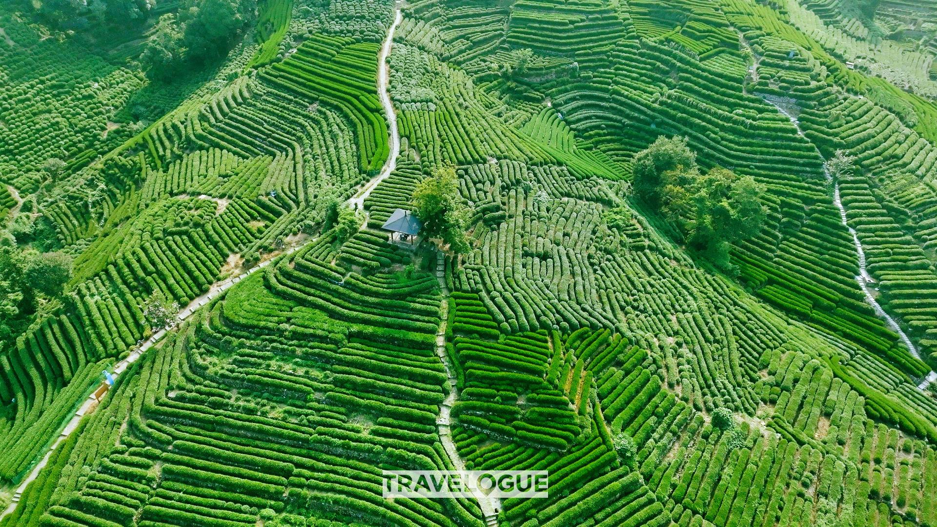 Longjing Tea Plantations In Hangzhou Cgtn