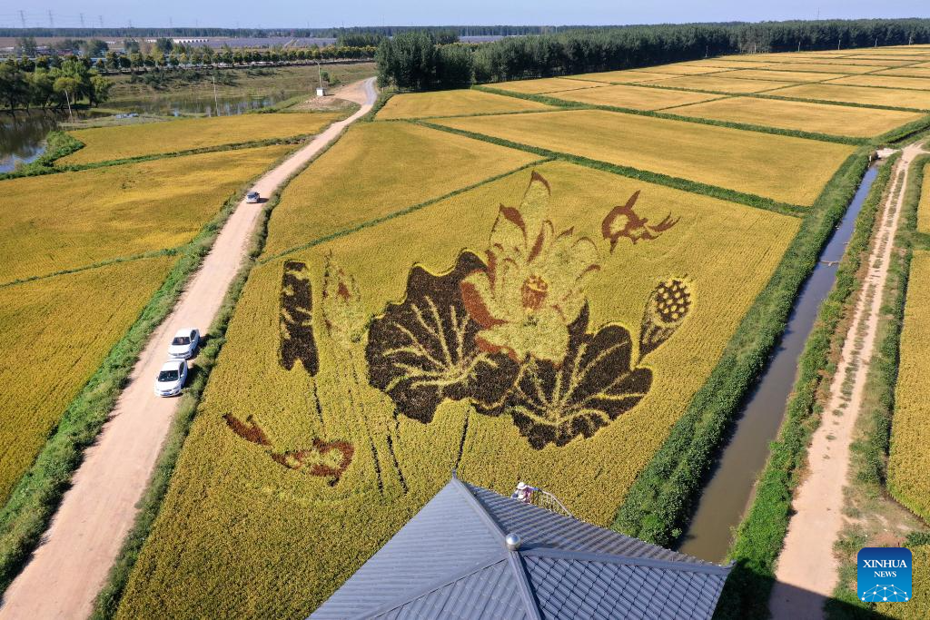 An art creation made up of living plants of different colors in a paddy field in Tai'an County of Anshan City, northeast China's Liaoning Province, September 9, 2023. /Xinhua