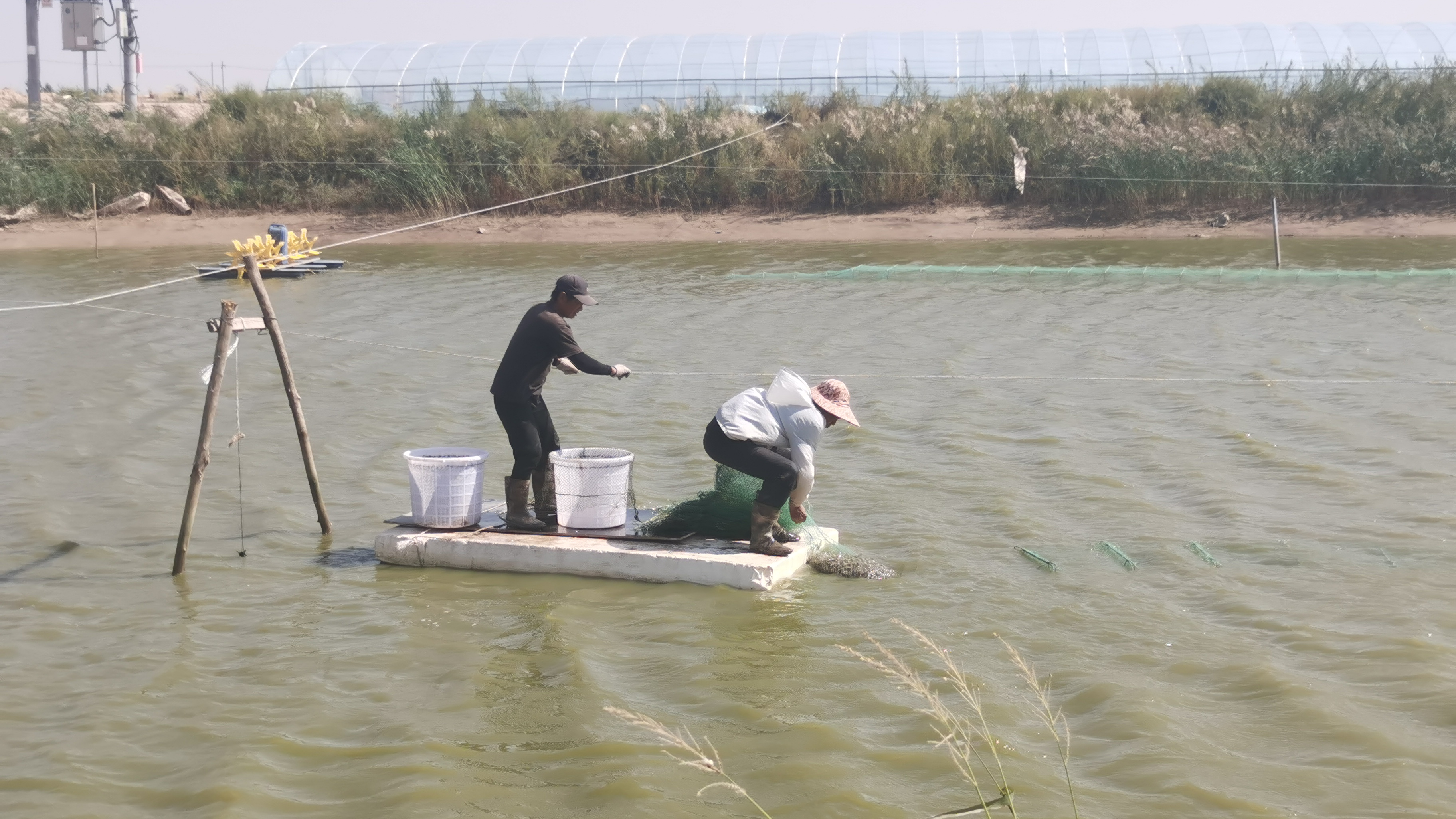 Shrimp farmers catch shrimp in a pond, Duguitala Town, Hangjin Banner, Ordos City, north China's Inner Mongolia Autonomous Region, September 7, 2023. /OAAHB