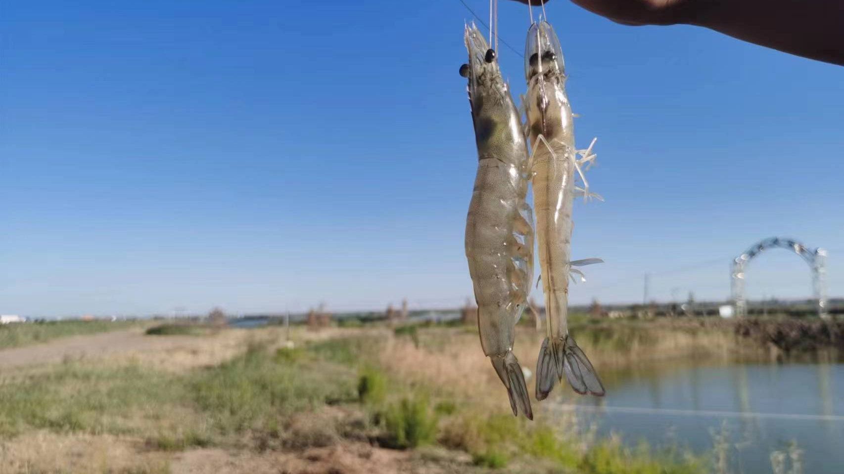 Whiteleg shrimp raised in Duguitala Town, Hangjin Banner, Ordos City, north China's Inner Mongolia Autonomous Region, September 1, 2023. /OAAHB