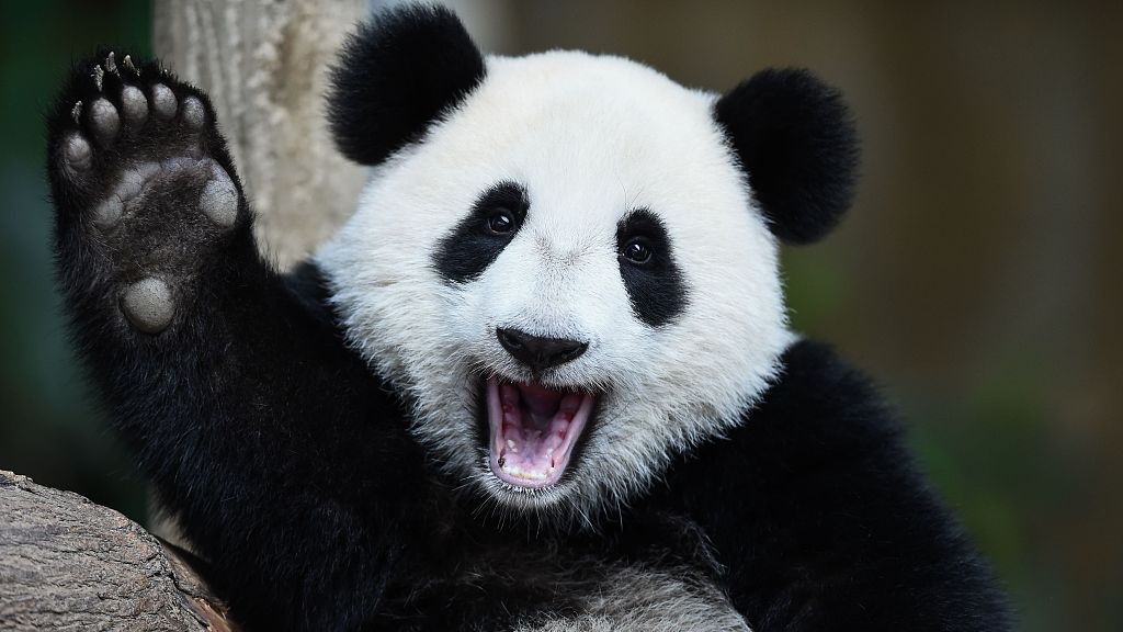 Live: Watch national treasure giant pandas live happily in SW China