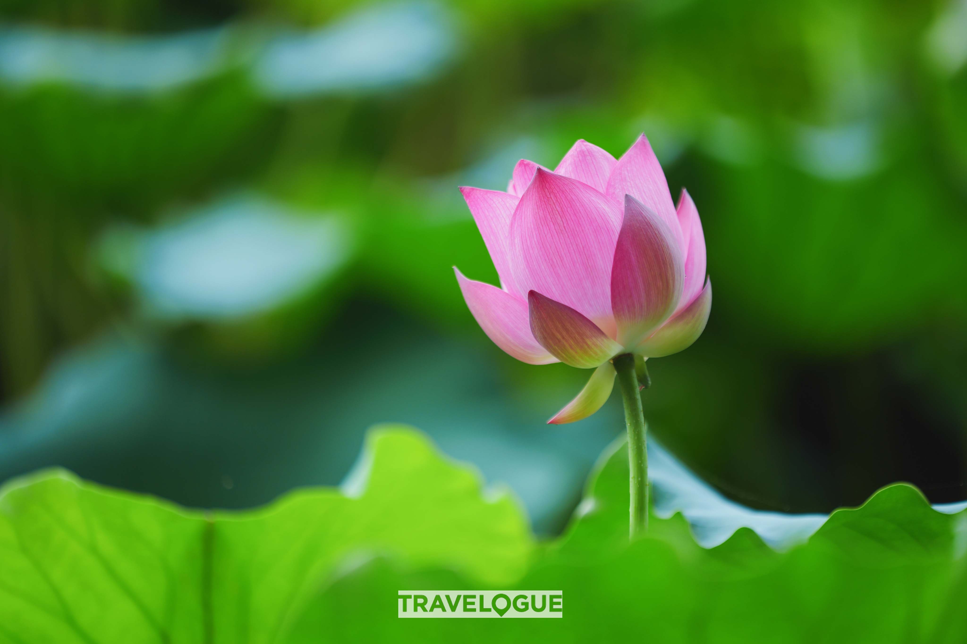 A photo shows a view of lotus blossoms in Hangzhou, east China's Zhejiang Province. /CGTN