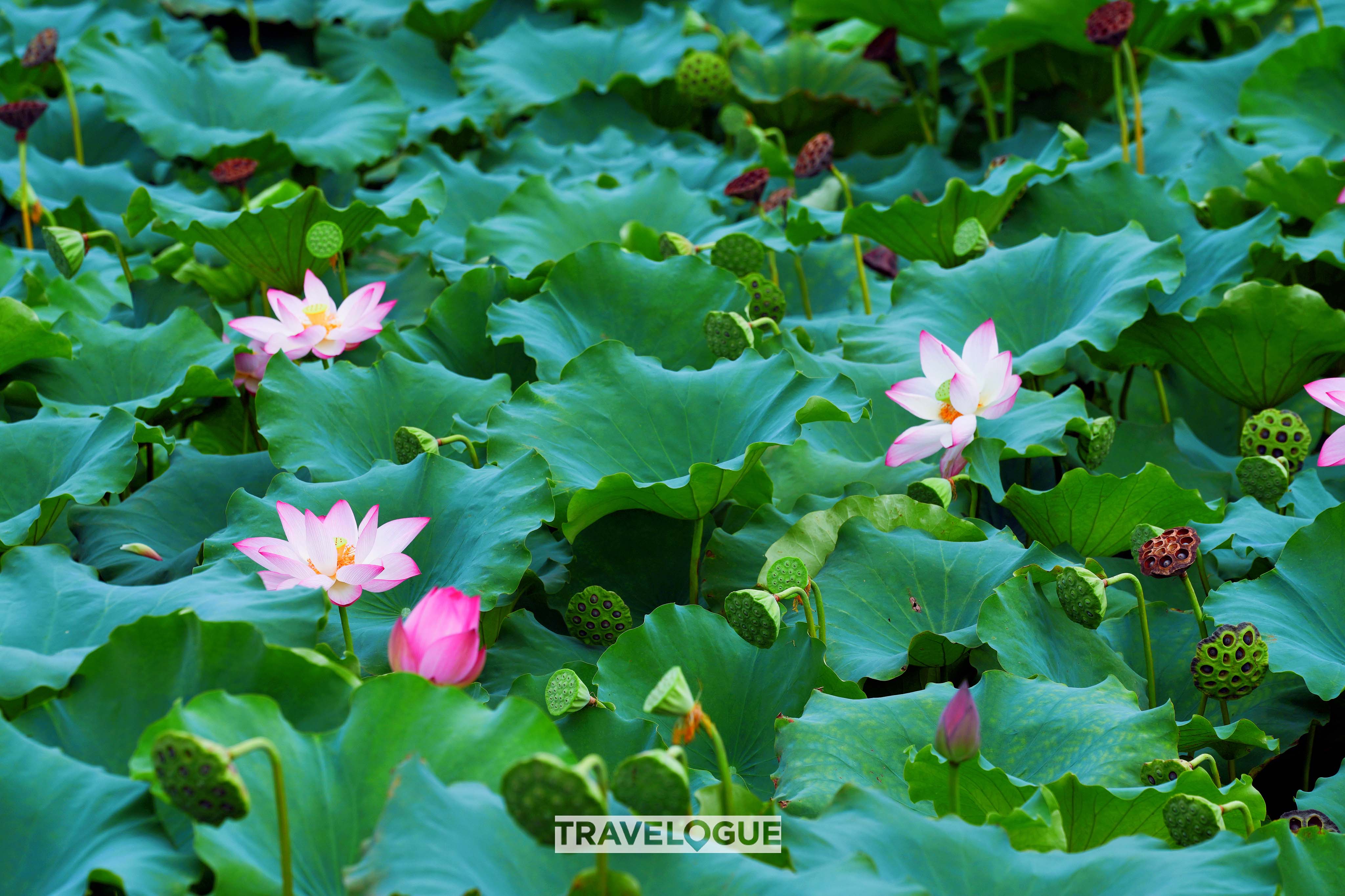 A photo shows a view of lotus blossoms in Hangzhou, east China's Zhejiang Province. /CGTN