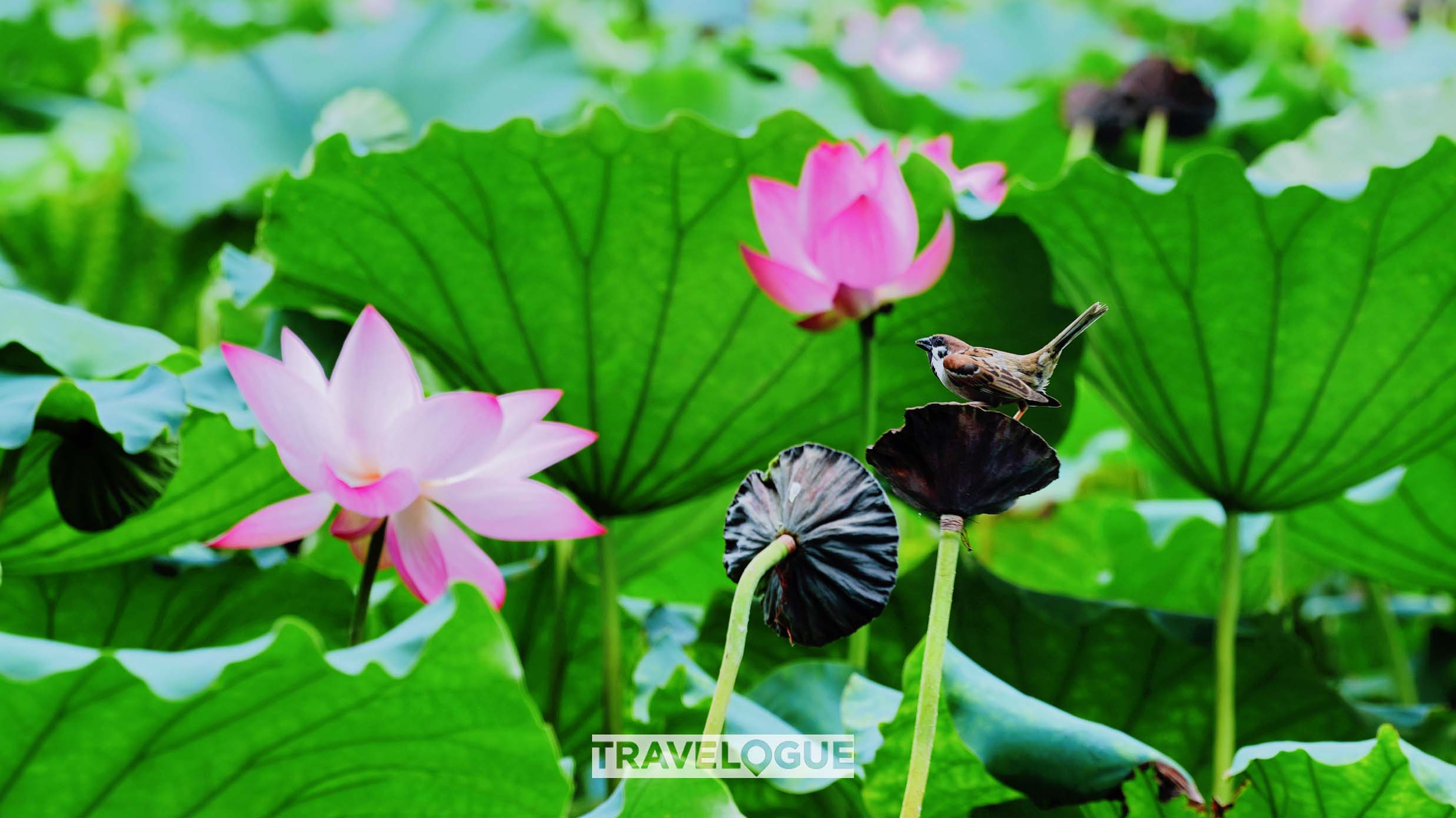 A photo shows a view of lotus blossoms in Hangzhou, east China's Zhejiang Province. /CGTN