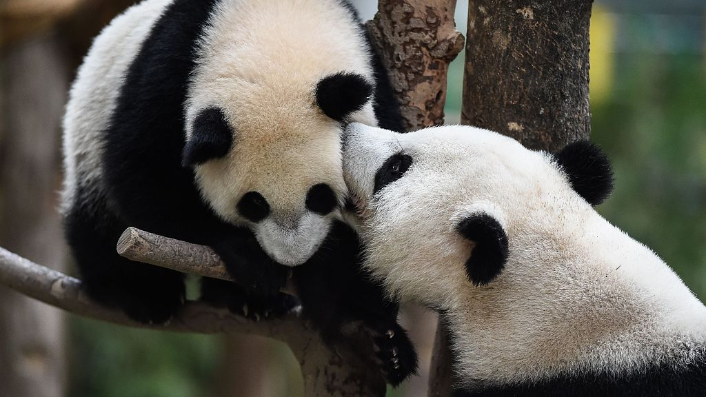 Live: Watch giant pandas live happily in SW China