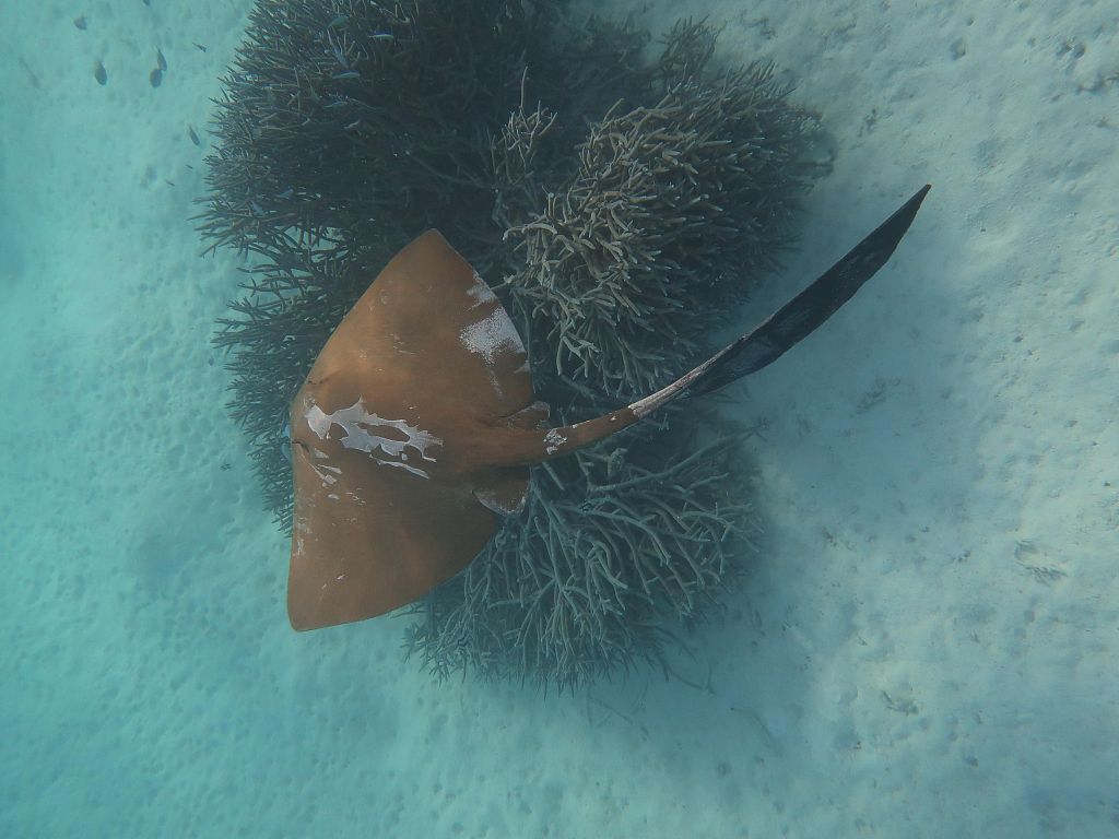 A cowtail ray above some branching coral, January 16, 2023. /AFP