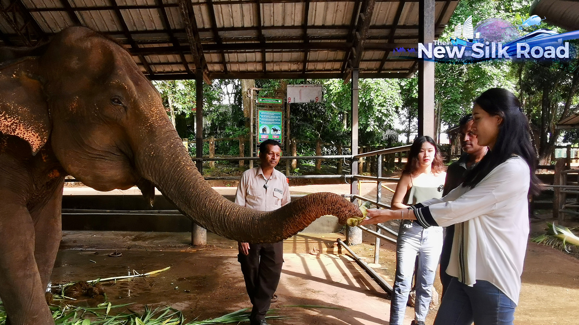 Watch: Meet Rescued Elephants In Sri Lanka - CGTN