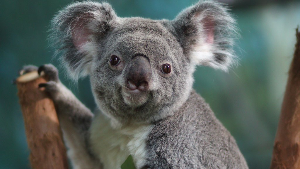 Car strikes are biggest koala killer in Australia's Queensland: study