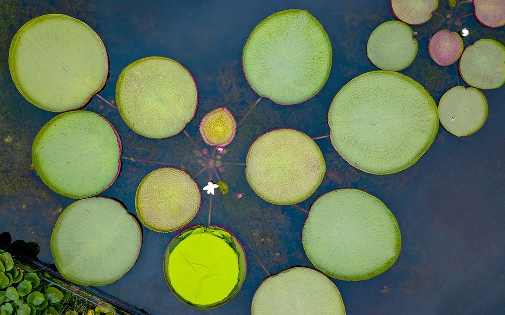 An aerial view of the king lotus at the Xi'an Botanical Garden, Shaanxi Province /CFP