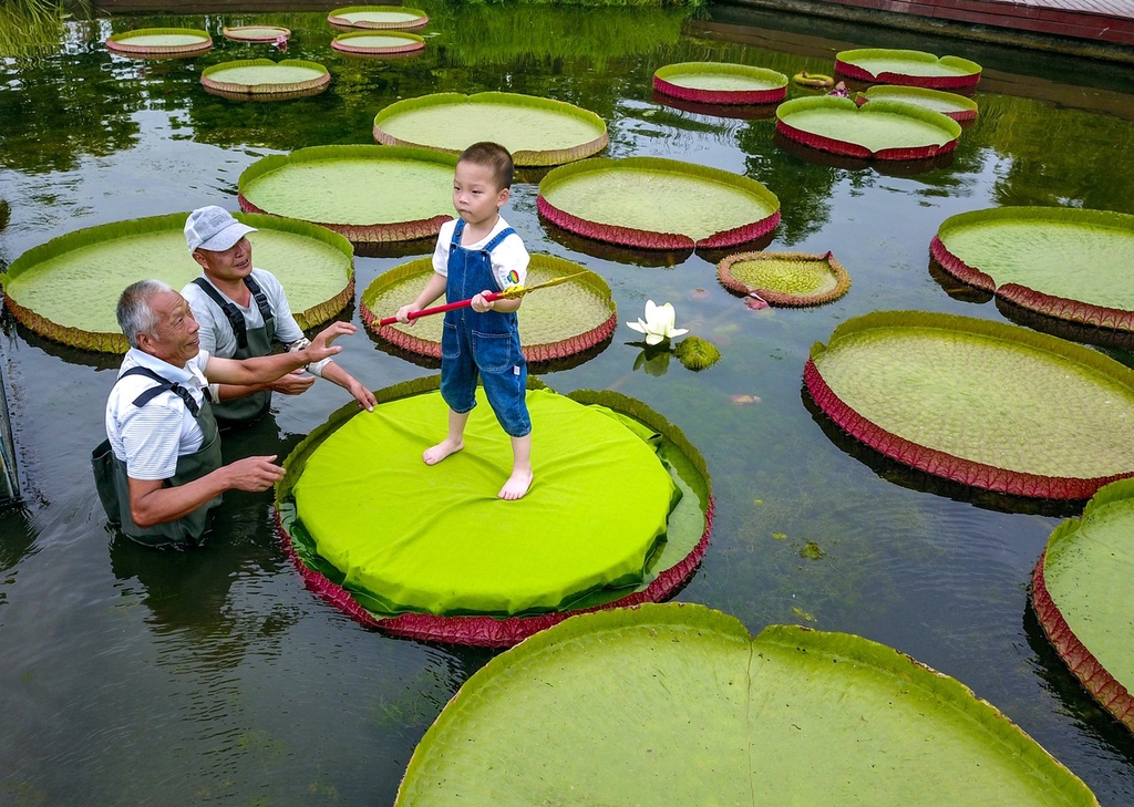 A child stands on a king lotus leaf with the assistance of staff at the Xi'an Botanical Garden, Shaanxi Province. /CFP