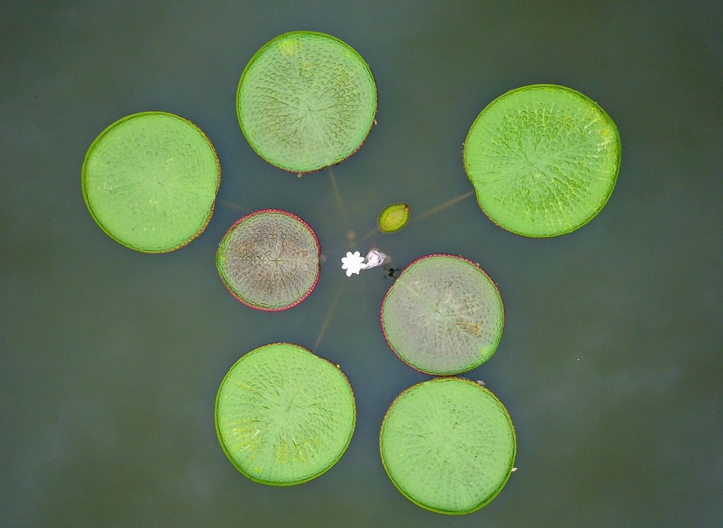 An aerial view of the king lotus at the Xi'an Botanical Garden, Shaanxi Province /CFP