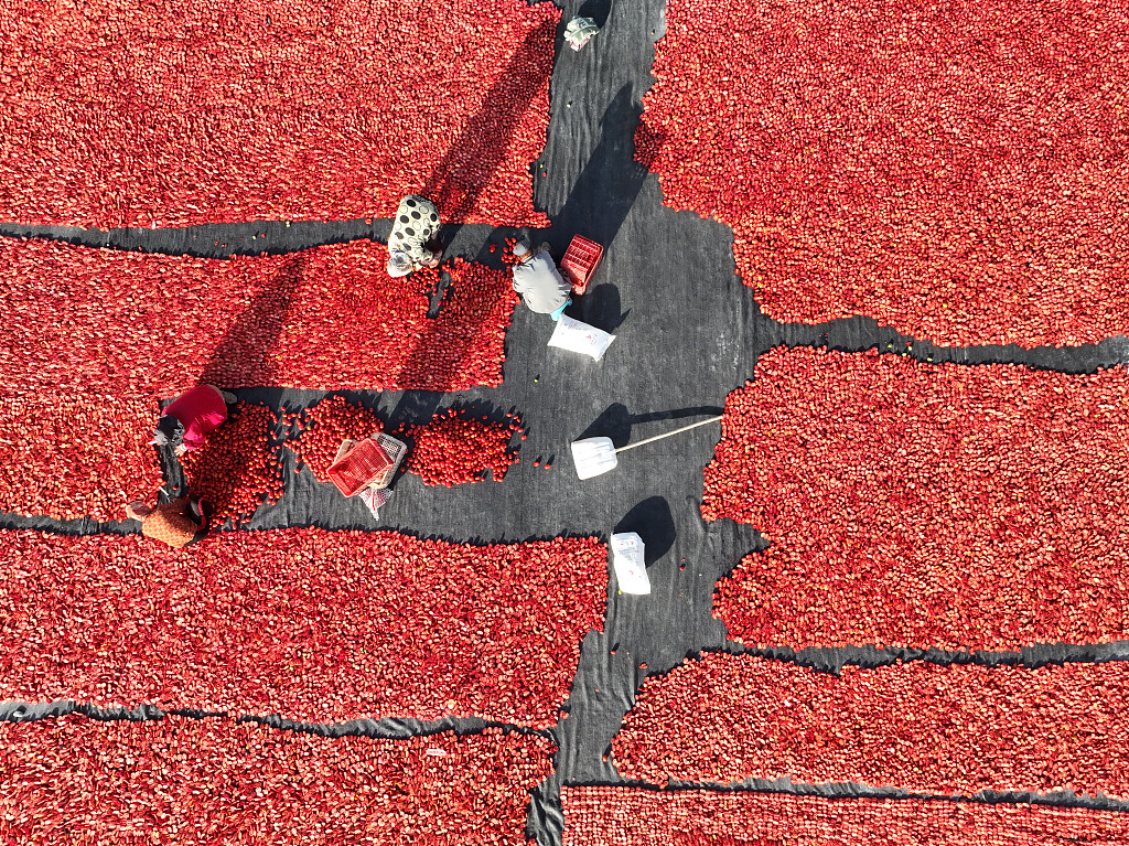 A photo taken on September 16, 2023 shows an aerial view of farmers harvesting tomatoes in Bayingol Mongolian Autonomous Prefecture, Xinjiang. /CFP
