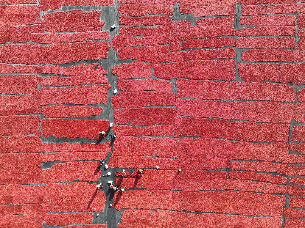 A photo taken on September 16, 2023 shows an aerial view of farmers harvesting tomatoes in Bayingol Mongolian Autonomous Prefecture, Xinjiang. /CFP