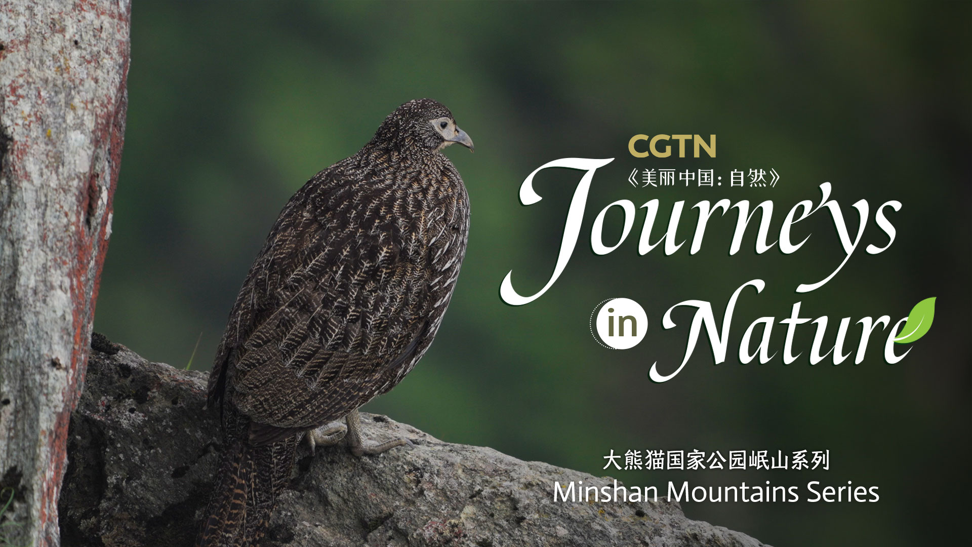 CGTN Nature presents 'Journeys in Nature: Minshan Mountains Series'