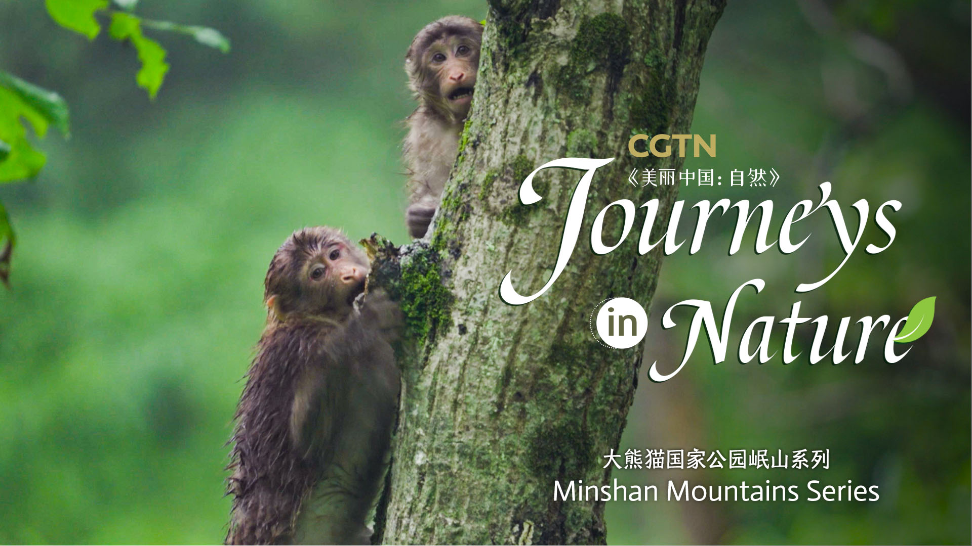 CGTN Nature presents 'Journeys in Nature: Minshan Mountains Series'