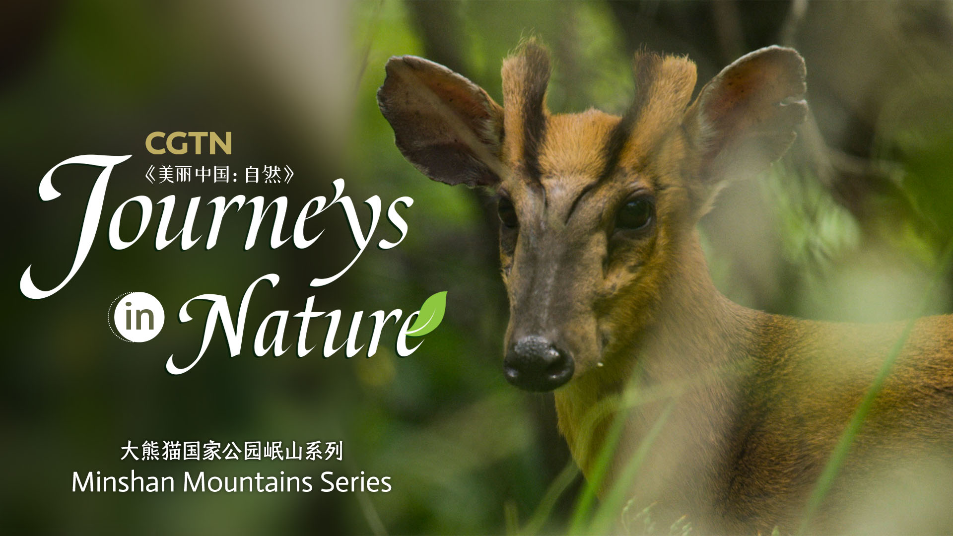 CGTN Nature presents 'Journeys in Nature: Minshan Mountains Series'