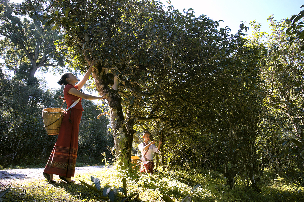 Local villagers at the Jingmai Mountain pick tea leaves./Courtesy of Zhao Ting