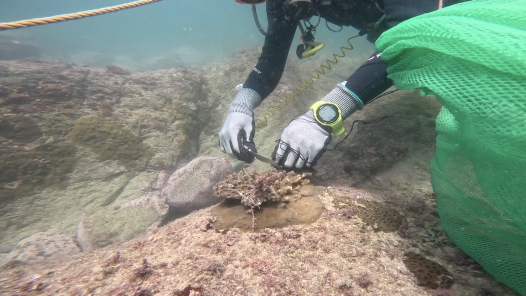 A volunteer cuts a rope around corals.