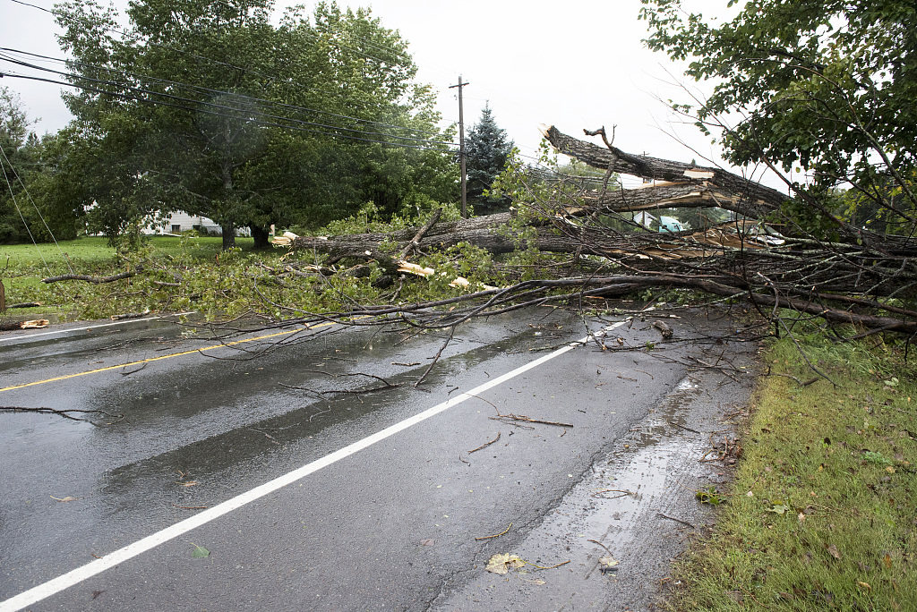 A downed tree lays across the road in Fredericton, New Brunswick, Canada, September 16, 2023. /CFP